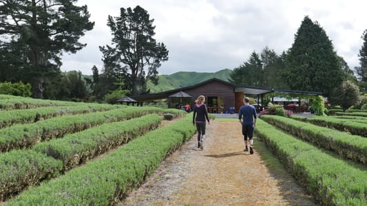 lavender-farm-min